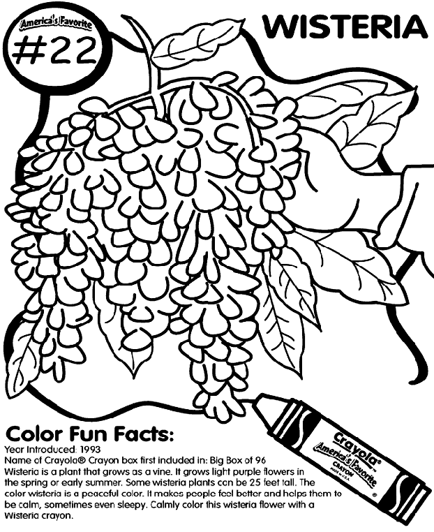 Wisteria coloring #12, Download drawings