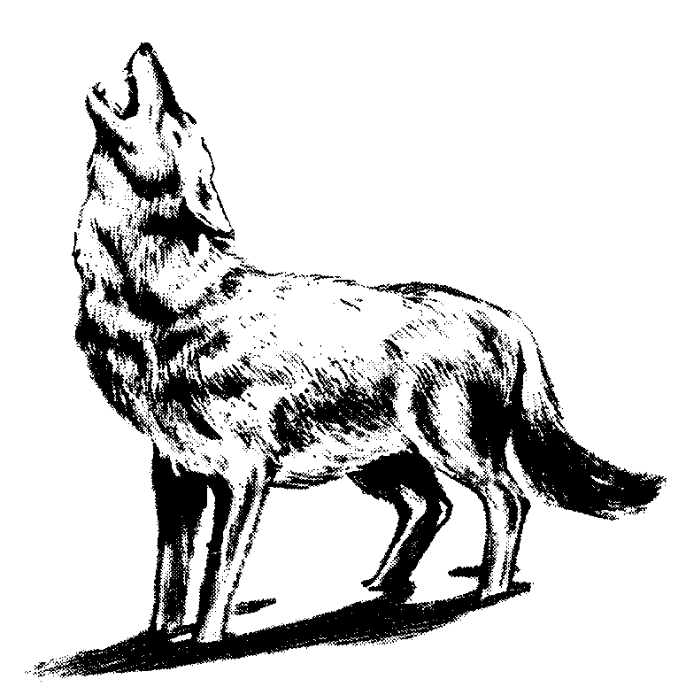 Howling clipart #16, Download drawings