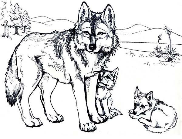Gray Wolf coloring #8, Download drawings