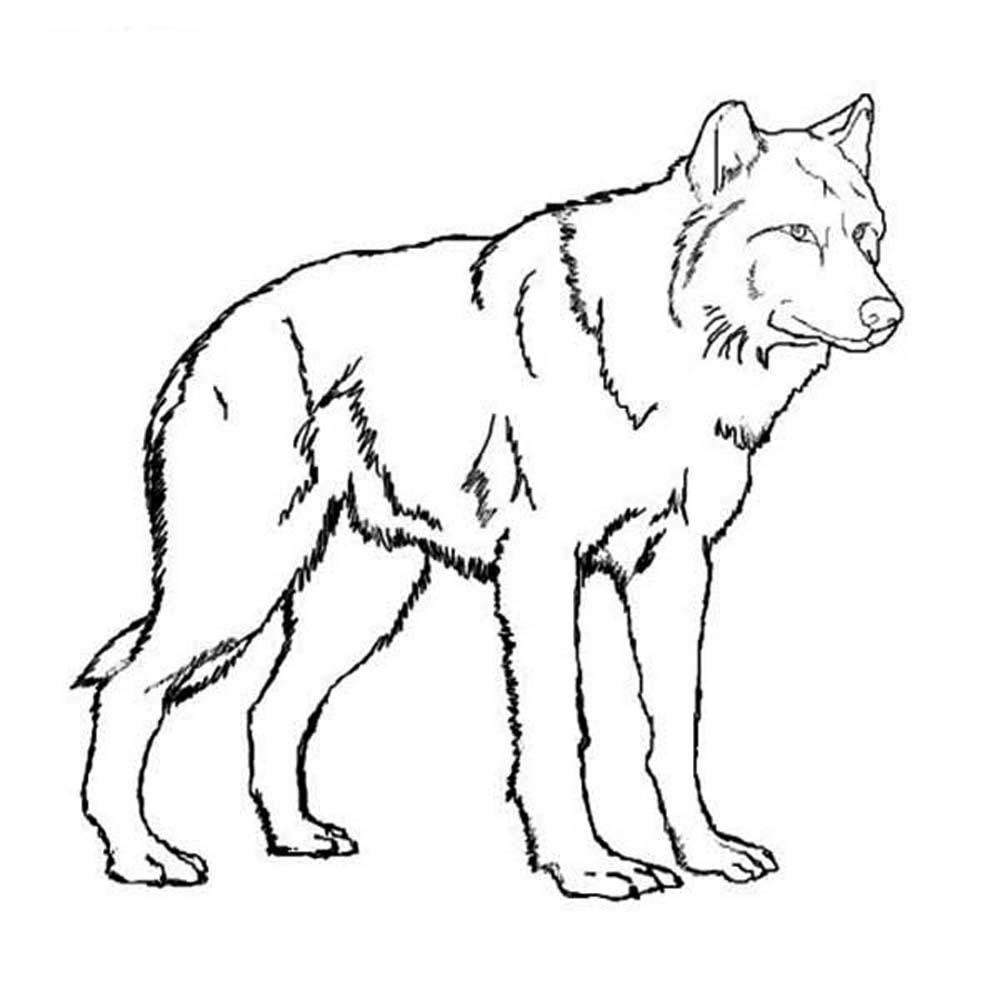 Wolf coloring #10, Download drawings