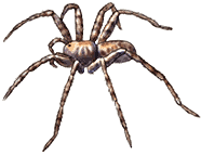 Wolf Spider clipart #2, Download drawings