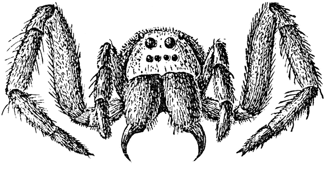 Wolf Spider clipart #17, Download drawings