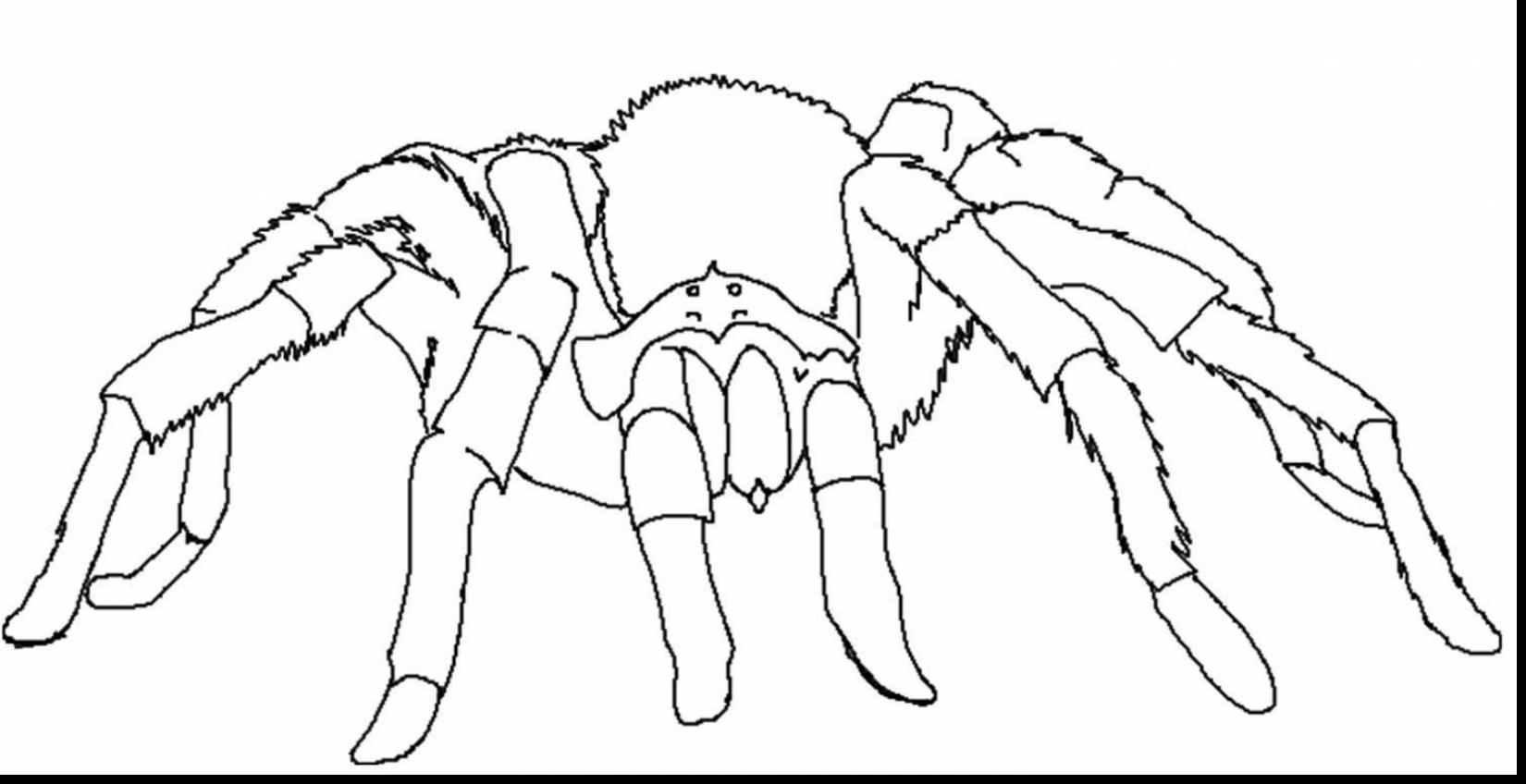 Wolf Spider coloring #15, Download drawings
