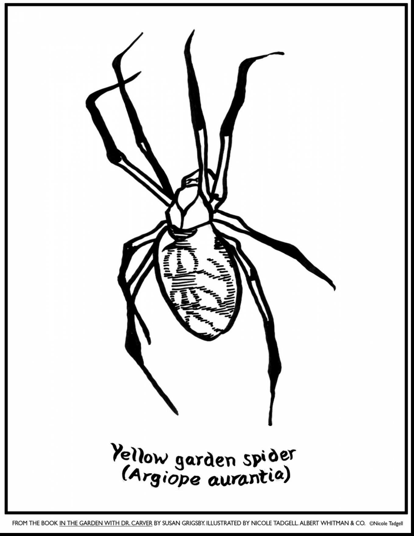 Wolf Spider coloring #10, Download drawings
