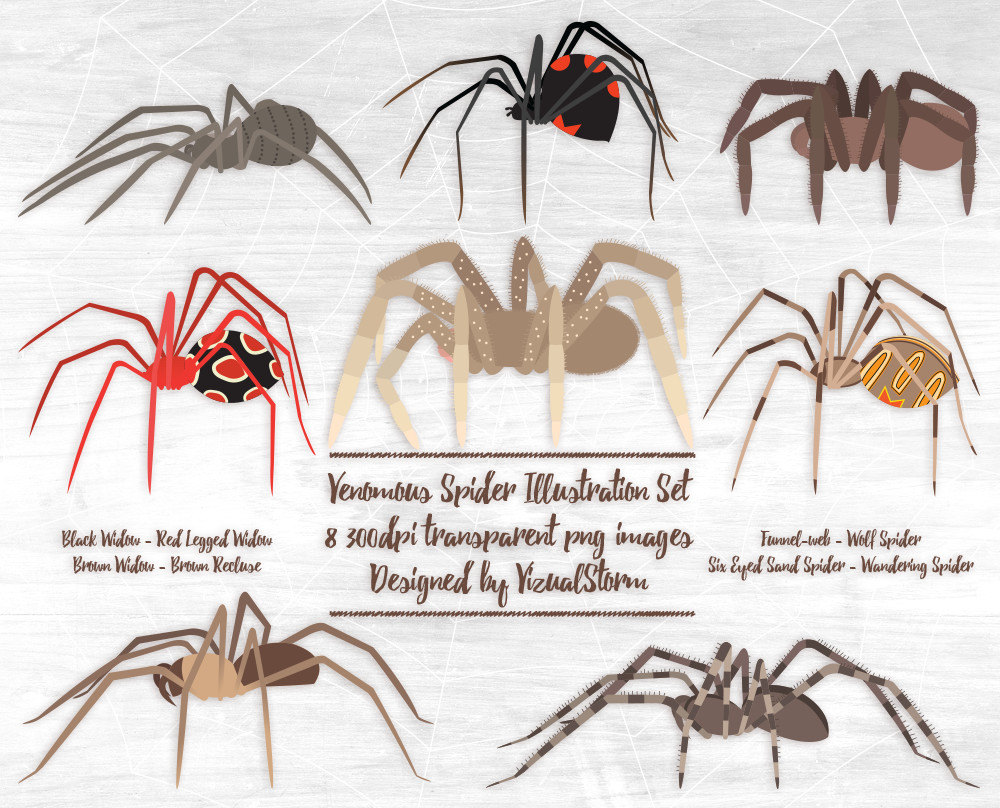 Wolf Spider svg #4, Download drawings