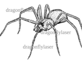 Wolf Spider svg #13, Download drawings