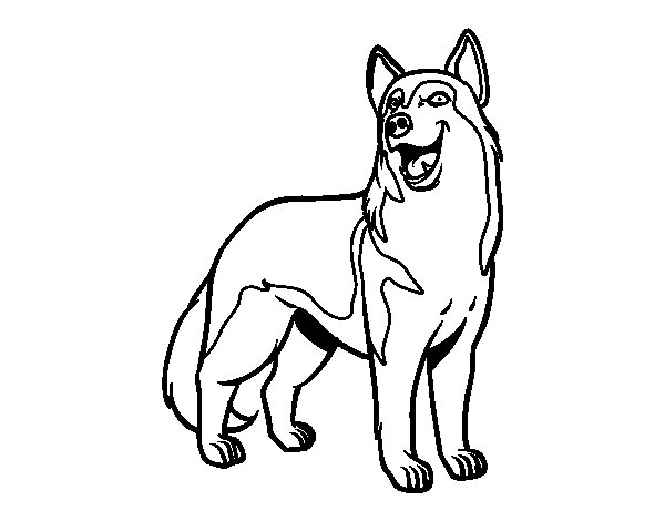 Wolfdog coloring #6, Download drawings