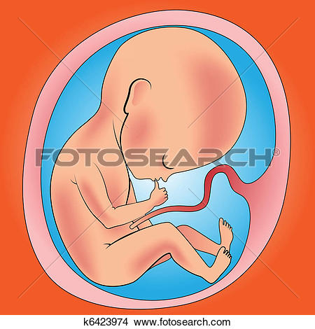 Womb clipart #14, Download drawings