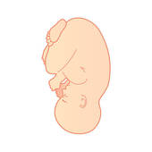 Womb clipart #16, Download drawings