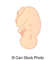 Womb clipart #7, Download drawings