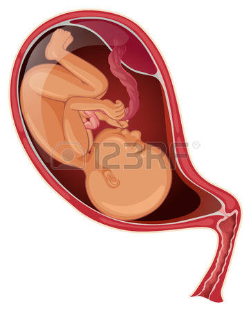 Womb clipart #3, Download drawings