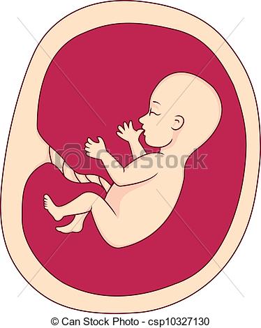 Womb clipart #15, Download drawings