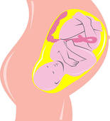Womb clipart #20, Download drawings