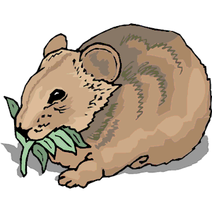 Wombat clipart #13, Download drawings