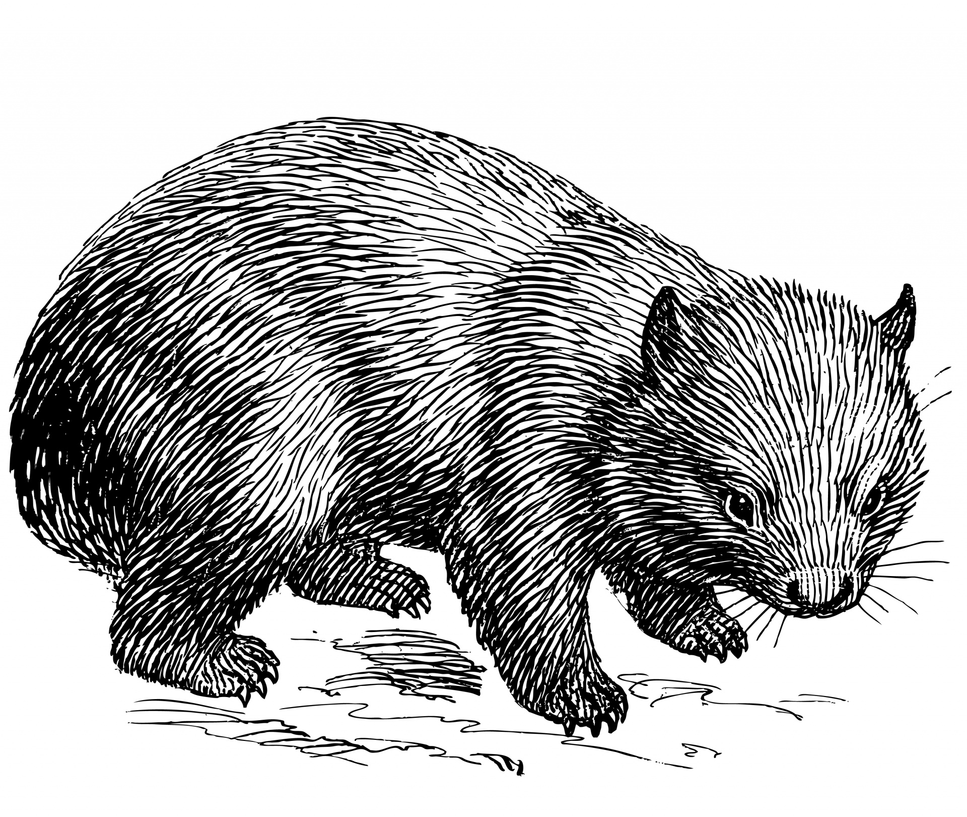 Wombat clipart #16, Download drawings