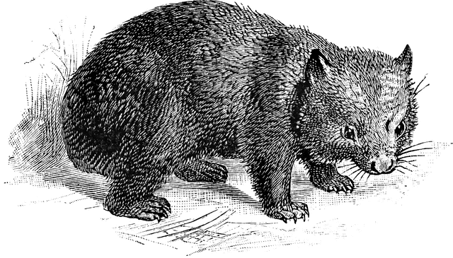 Wombat clipart #1, Download drawings