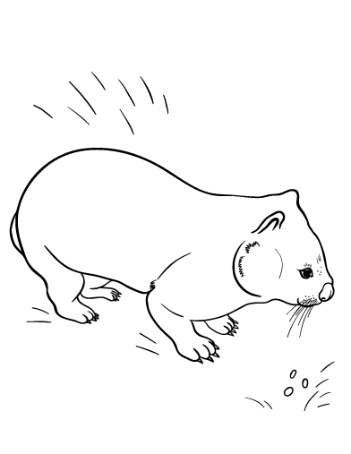 Wombat coloring #19, Download drawings
