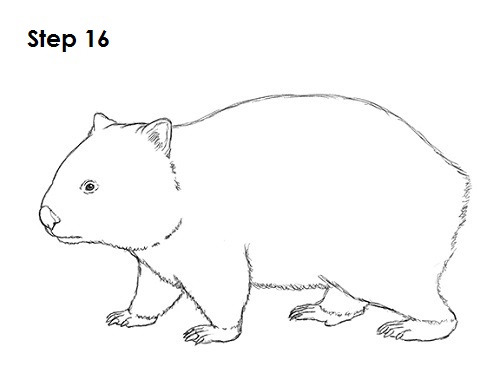 Wombat svg #13, Download drawings