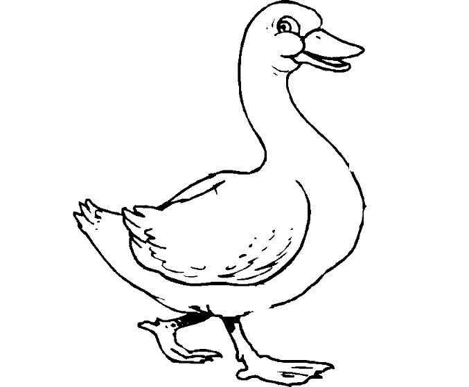 Wood Duck coloring #20, Download drawings