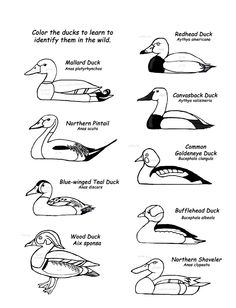 Wood Duck coloring #7, Download drawings