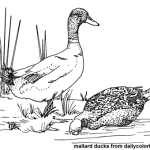 Wood Duck coloring #9, Download drawings