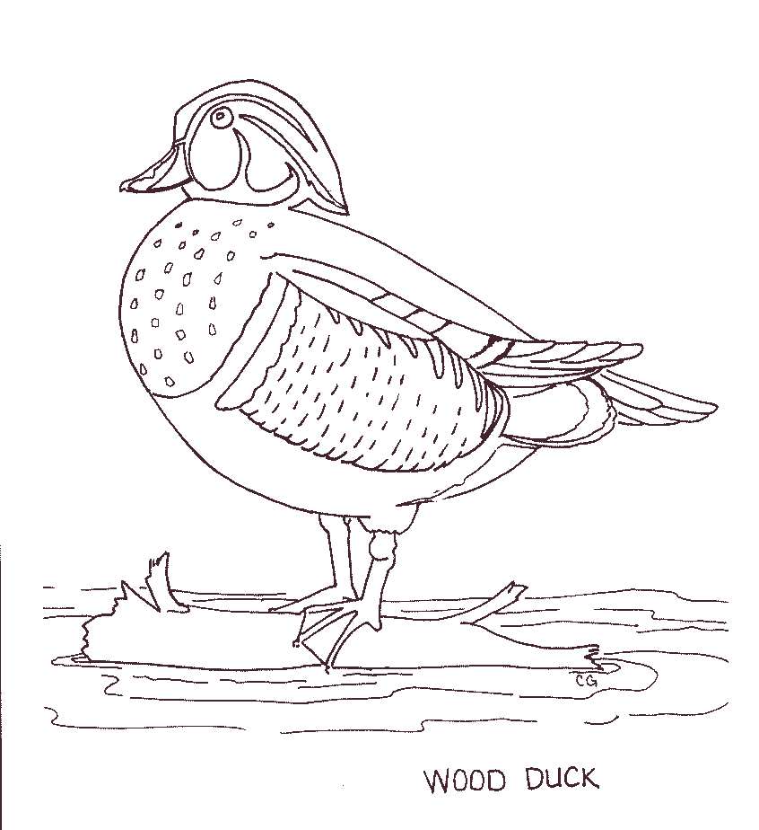 Wood Duck coloring #1, Download drawings