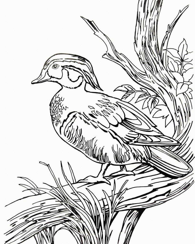 Wood Duck coloring #19, Download drawings