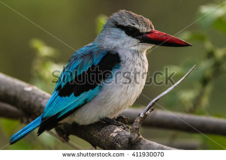 Woodland Kingfisher coloring #16, Download drawings