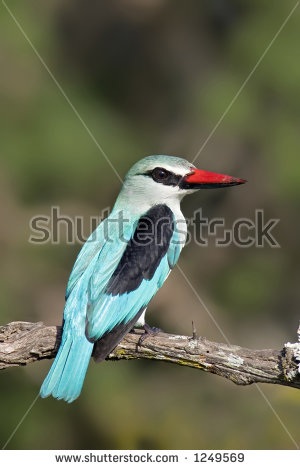 Woodland Kingfisher coloring #20, Download drawings