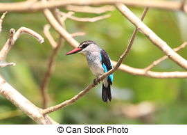 Woodland Kingfisher clipart #17, Download drawings