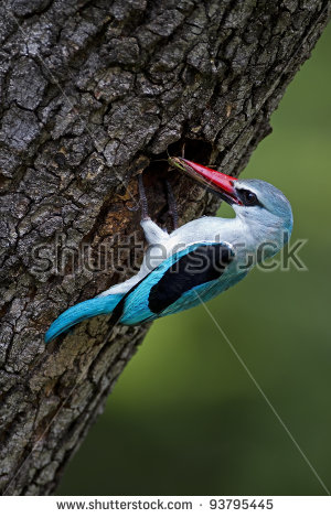 Woodland Kingfisher clipart #2, Download drawings