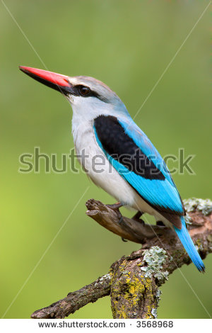 Woodland Kingfisher coloring #19, Download drawings