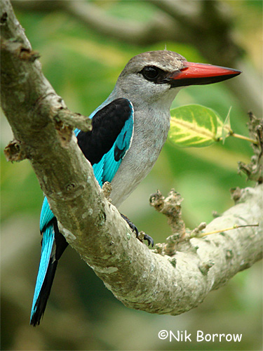Woodland Kingfisher coloring #3, Download drawings