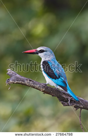 Woodland Kingfisher coloring #11, Download drawings