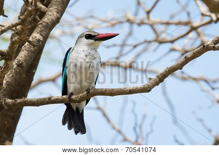 Woodland Kingfisher coloring #4, Download drawings