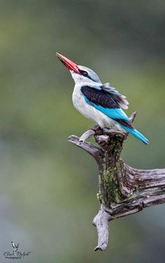 Woodland Kingfisher coloring #15, Download drawings