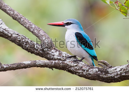 Woodland Kingfisher coloring #8, Download drawings