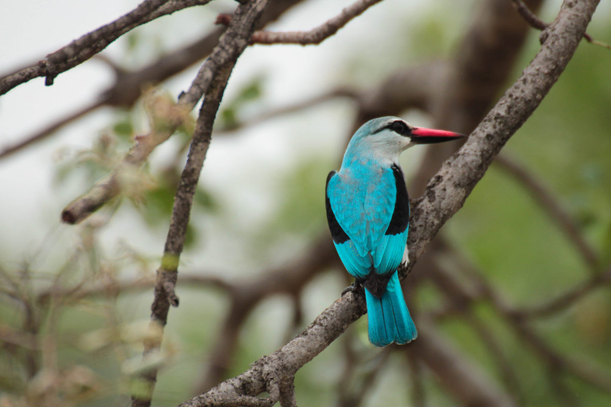 Woodland Kingfisher svg #6, Download drawings