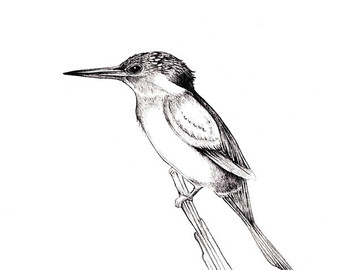 Woodland Kingfisher svg #11, Download drawings