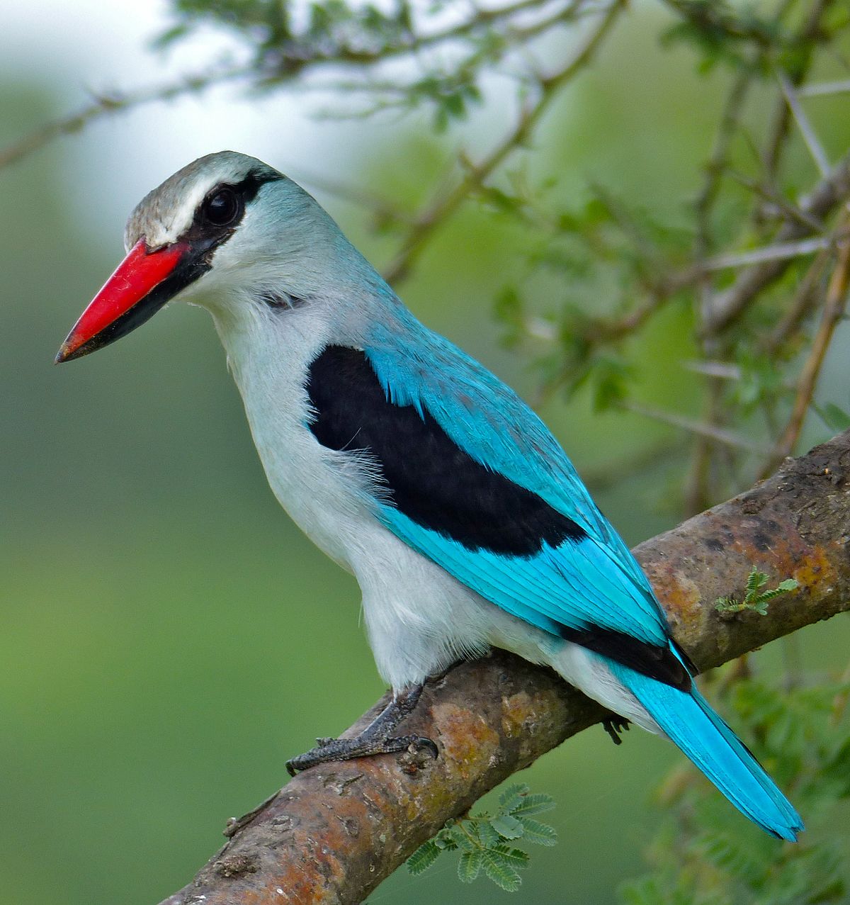 Woodland Kingfisher svg #2, Download drawings