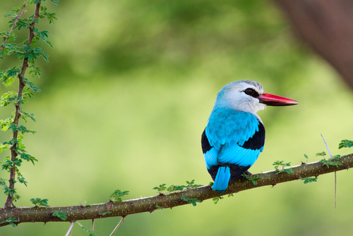 Woodland Kingfisher svg #4, Download drawings
