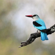 Woodland Kingfisher svg #20, Download drawings