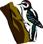 Woodpecker clipart #17, Download drawings