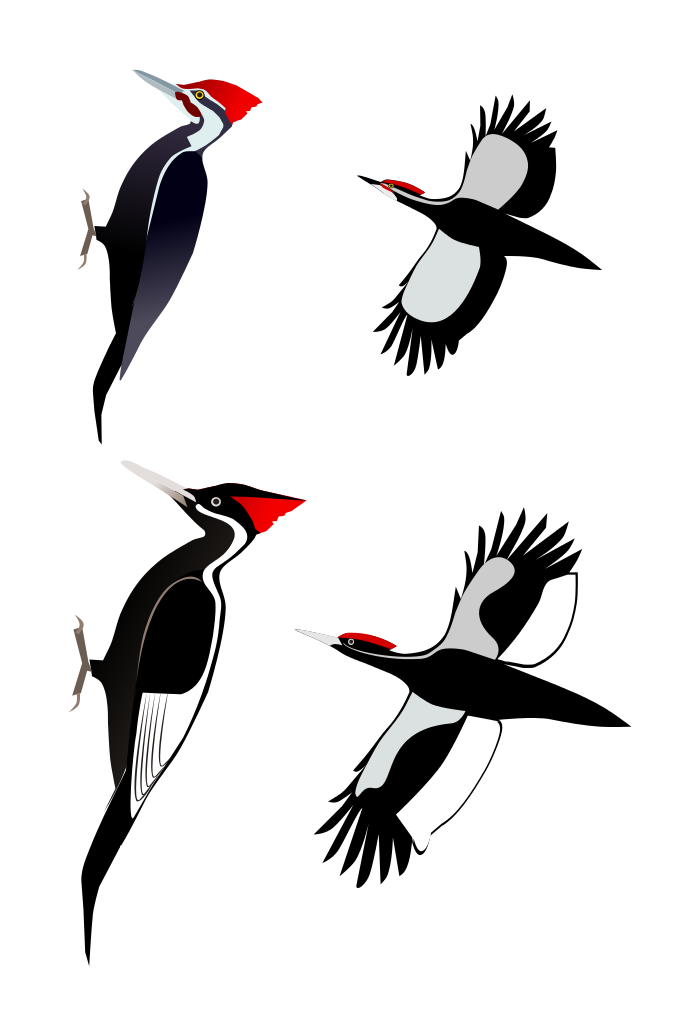 Woodpecker svg #2, Download drawings