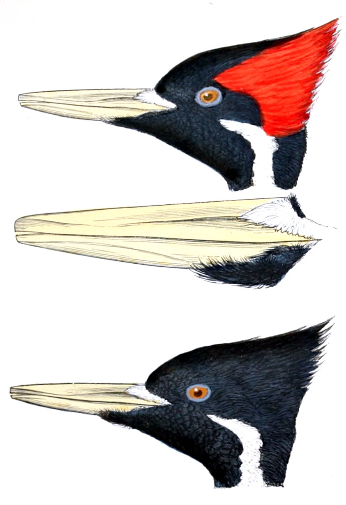 Woodpecker svg #8, Download drawings