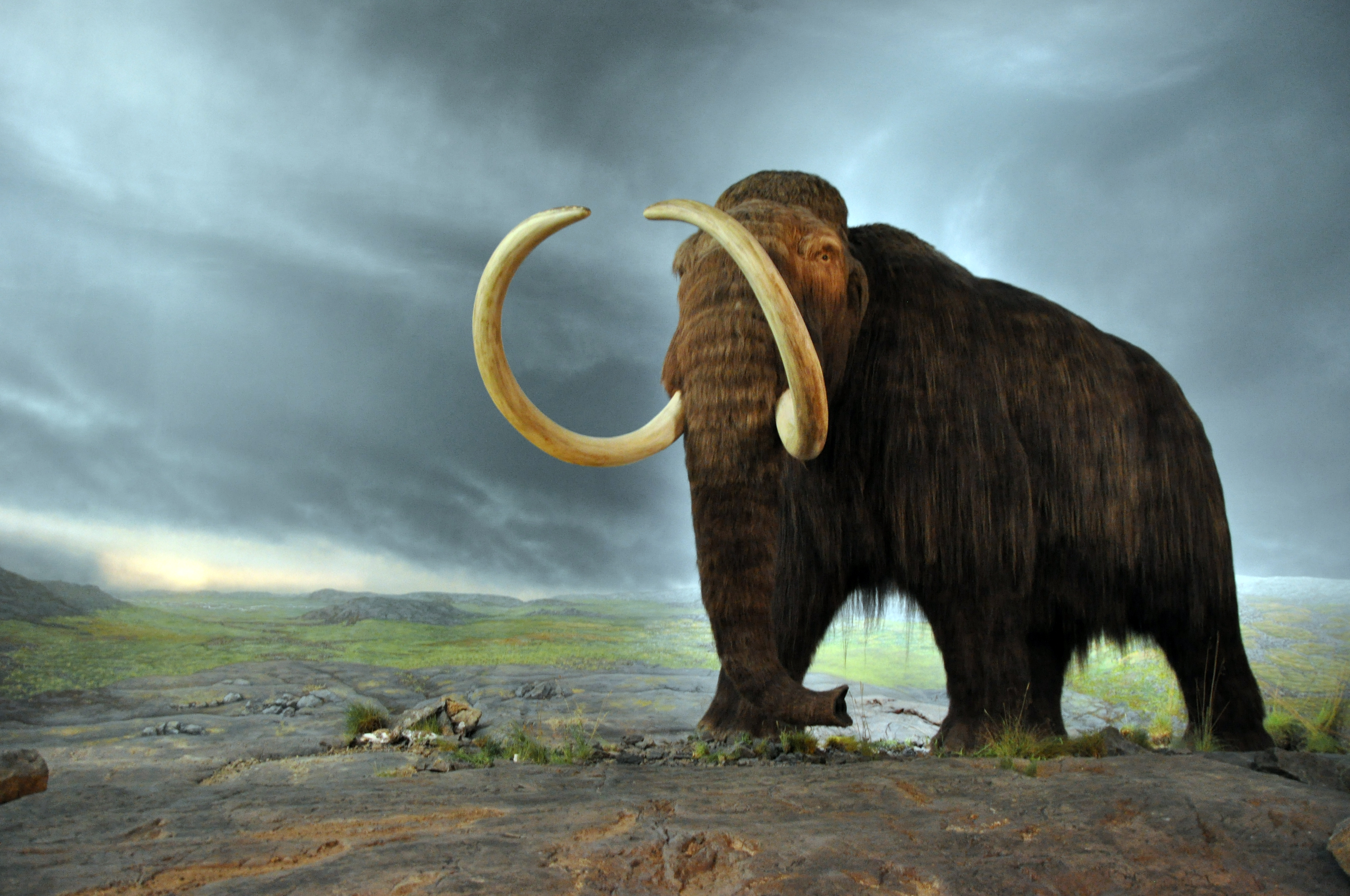 Woolly Mammoth svg #5, Download drawings