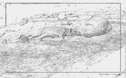 Yellow Mongoose coloring #11, Download drawings