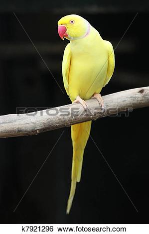 Yellow Ring Neck Parrot clipart #19, Download drawings
