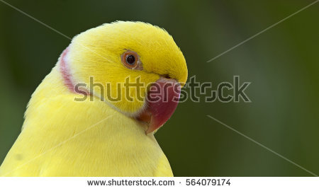 Yellow Ring Neck Parrot clipart #12, Download drawings