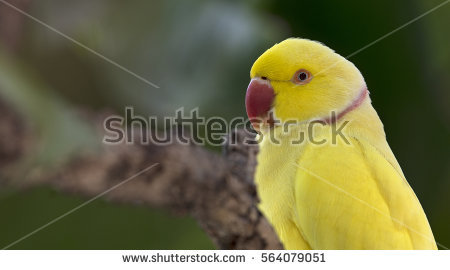 Yellow Ring Neck Parrot clipart #10, Download drawings